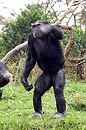 Chimp Kenya